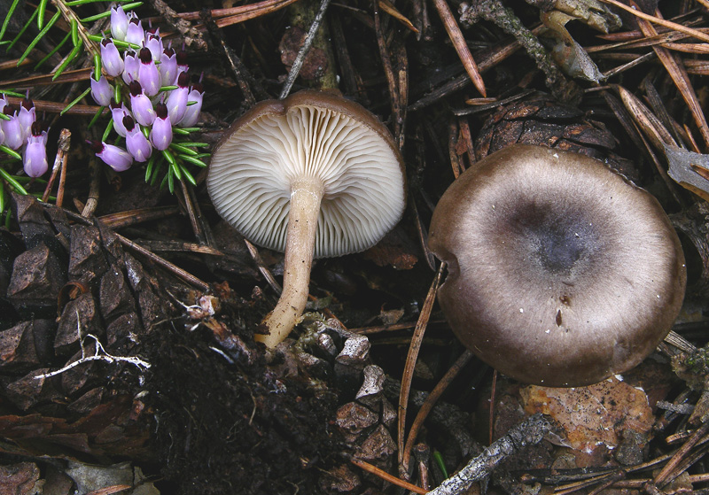 Giro in abetaia e pineta.